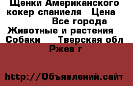 Щенки Американского кокер спаниеля › Цена ­ 15 000 - Все города Животные и растения » Собаки   . Тверская обл.,Ржев г.